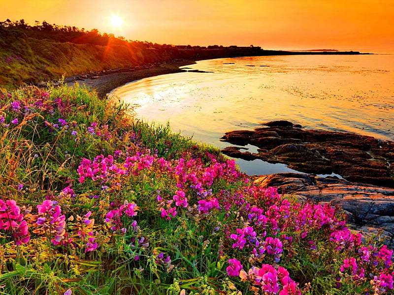 Sea sunrise, glow, shore, sun, grass, shine, bonito, sunset, beach, flowers, sunrise, morning, pink, light, horizon, view, waves, summer, nature, meadow, field, HD wallpaper
