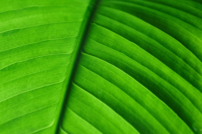 leaf, veins, macro, stripes, green, HD wallpaper