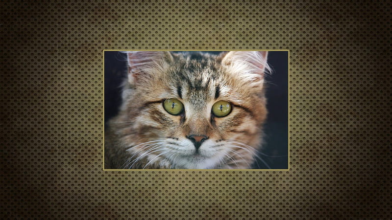 American Bobtail Cat, Felidae, American Bobtail, Cats, Cat, HD wallpaper