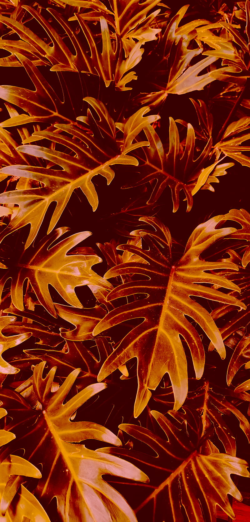 Brown-leafed plants, HD phone wallpaper | Peakpx