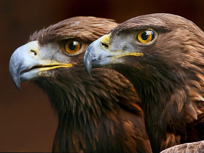 Handsome pair, eagles, brown, beaks, pair, HD wallpaper