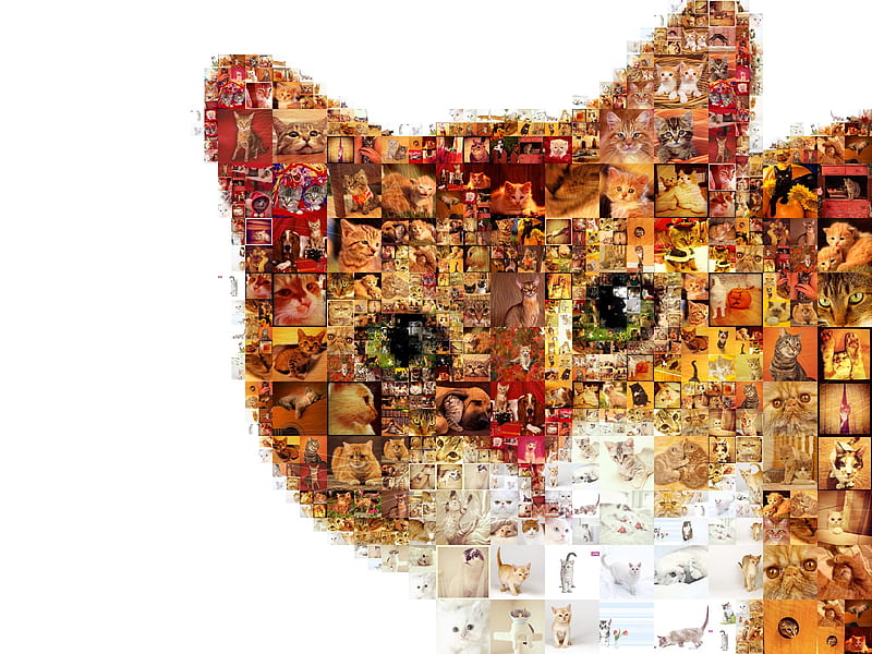 Cats, Cat, Collage, Pet, HD wallpaper