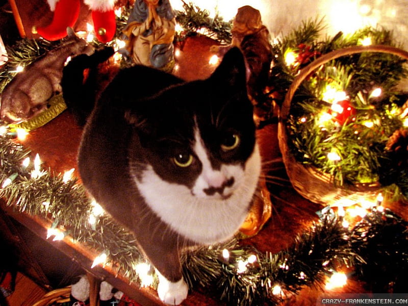 Christmas cat, cute, paws, christmas, tuxedo, cat, lights, HD wallpaper