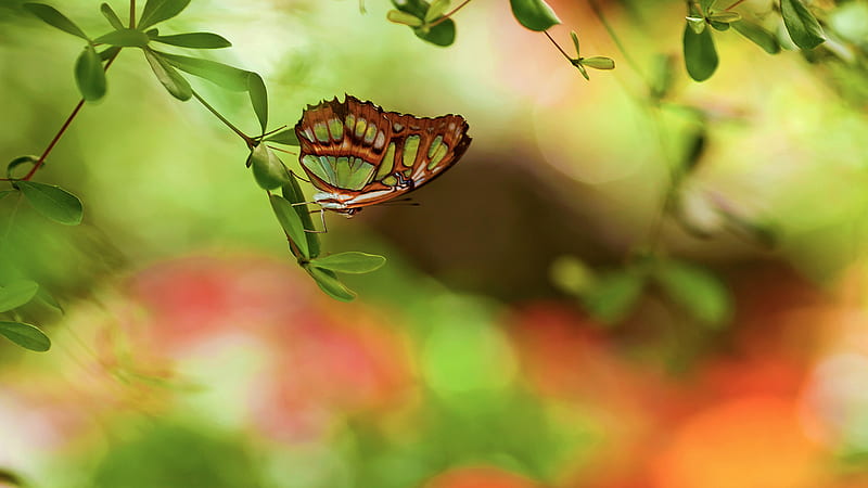 Lovely Wings, wings, lovely, butterfly, green, delicate, leaf, HD ...