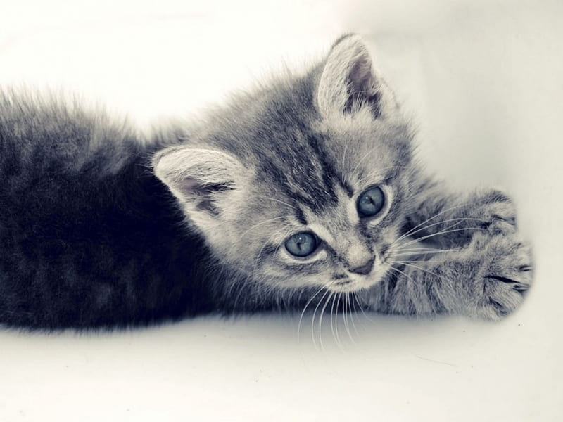 little grey kitten, little, gris, kitten, cats, animals, HD wallpaper