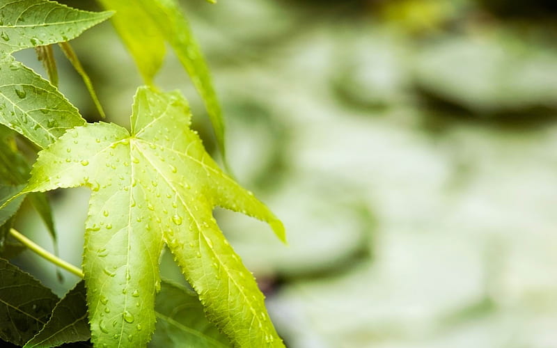 drops leaf green veins foreground-graphy, HD wallpaper
