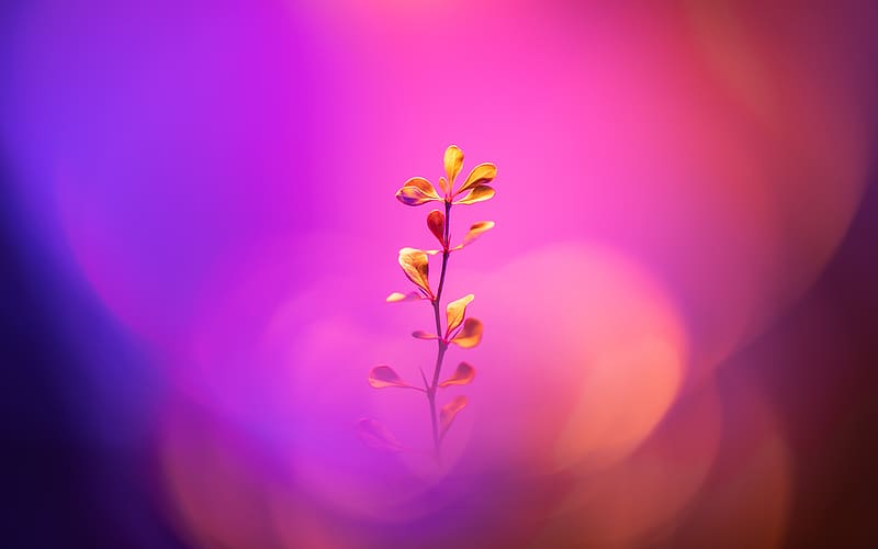 Flower With Stem, flowers, HD wallpaper | Peakpx