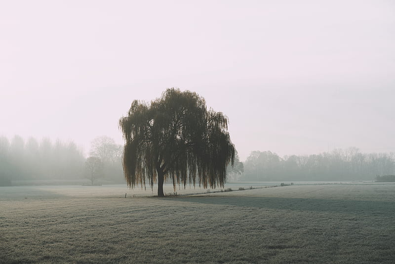 tree, willow, fog, field, nature, HD wallpaper