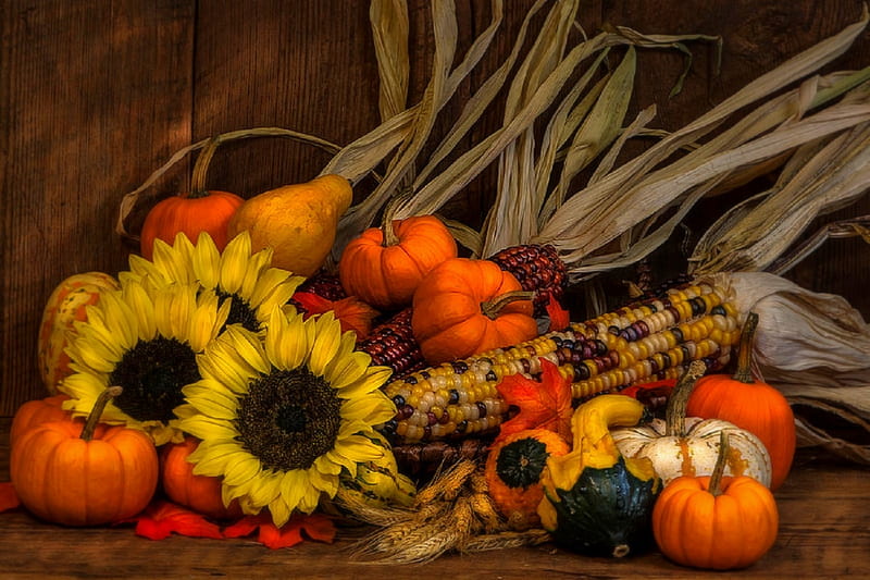 ✿⊱•╮Harvest Season╭•⊰✿, lovely still life, fall, autumn, corns, harvest, love four seasons, foods, still life, graphy, sunflowers, pumpkins, HD wallpaper