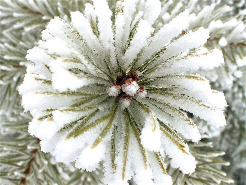 Snow on the flower, flower, white, snow, cold, HD wallpaper | Peakpx