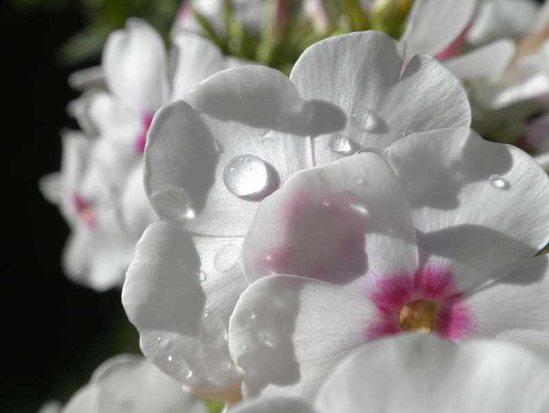 Deeper in depth, beautiful white, amazing, flowers, pink, HD wallpaper