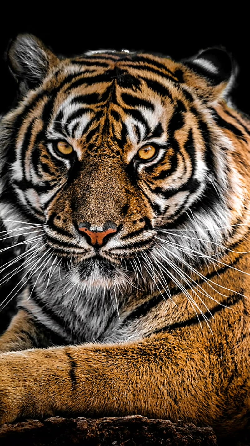 Tigerrr, DARK, Tiger, animal, bonito, wild, HD phone wallpaper