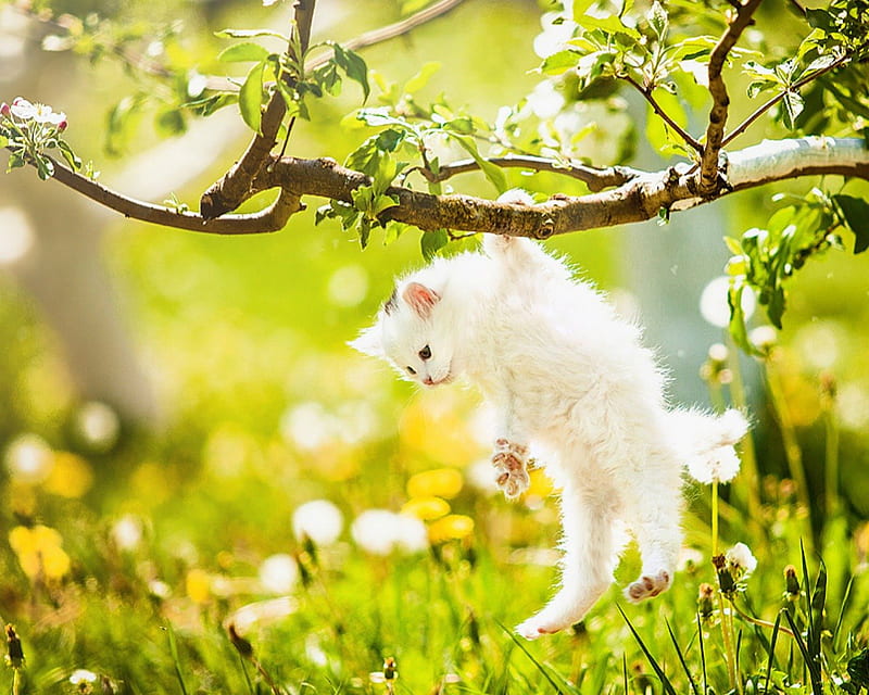 Cute kitty, cute, grass, cat, branch, hang, animals, HD wallpaper