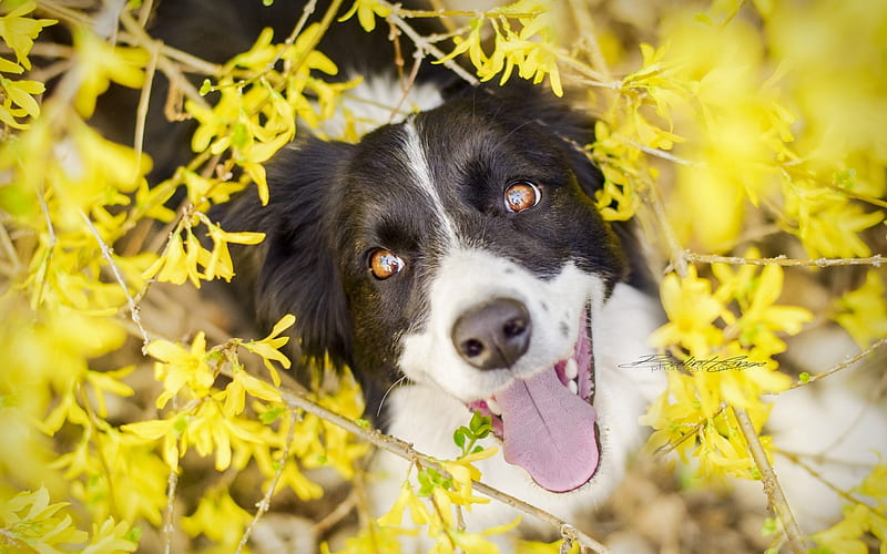 Hey, you!, caine, black, yellow, spring, happy, animal, cute, border collie, flower, face, white, dog, HD wallpaper