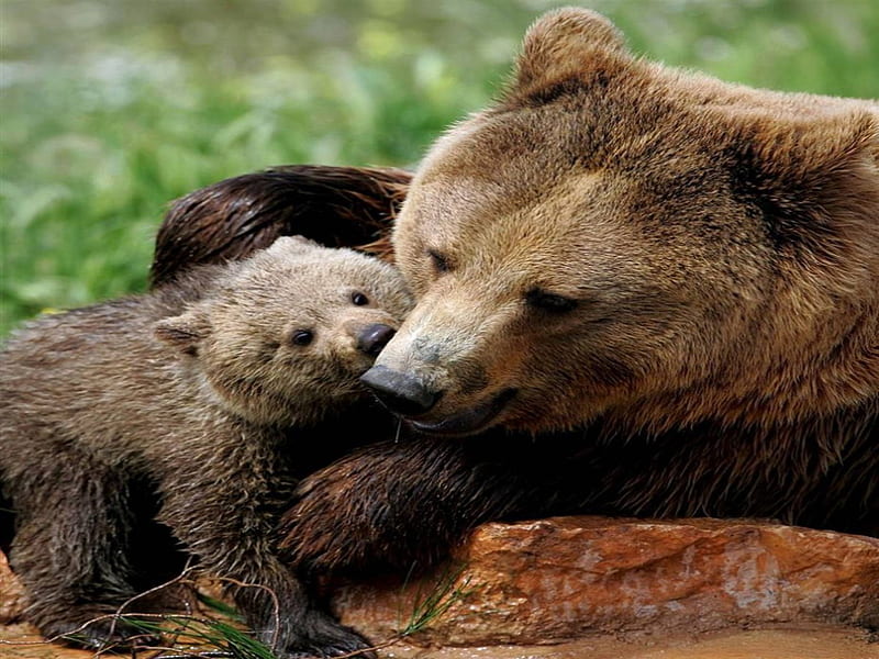 baby bear with their mothers