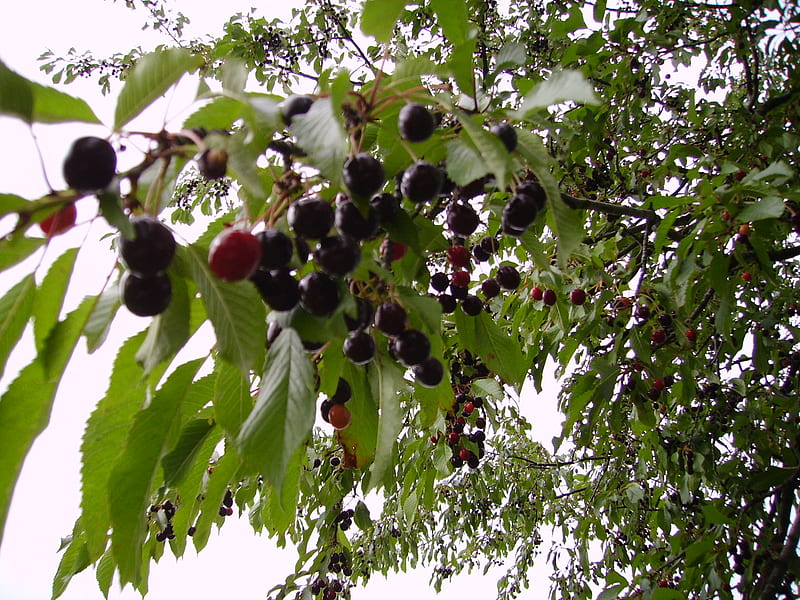 Black cherries in a summer day, leaves, green, black, nature, cherry, HD wallpaper Black cherries in a summer day, leaves, green, black, nature, cherry, HD wallpaper