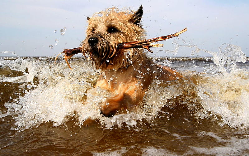 GOOD BOY, wet, train, stick, bite, ocean, catch, dog, play, HD wallpaper