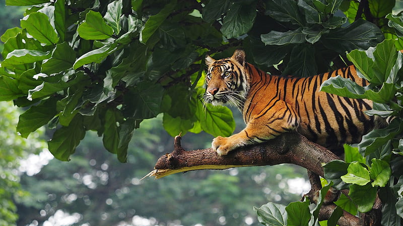 Tiger Is Sitting On Tree Branch In Green Leaves Background Tiger, HD wallpaper