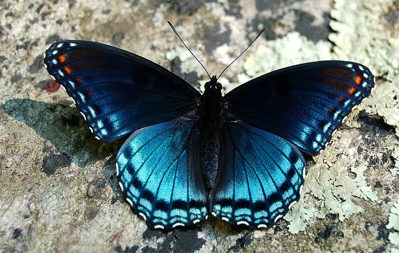 Red Spotted Purple Butterfly, bug, butterfly, insect, purple butterfly, red spotted, HD wallpaper