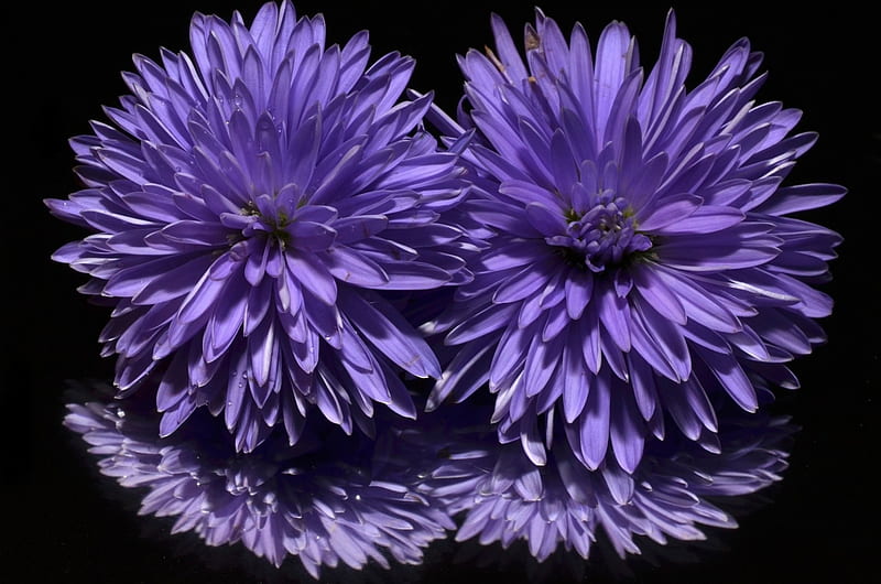 Purple Aster, flowers, nature, purple, aster, HD wallpaper