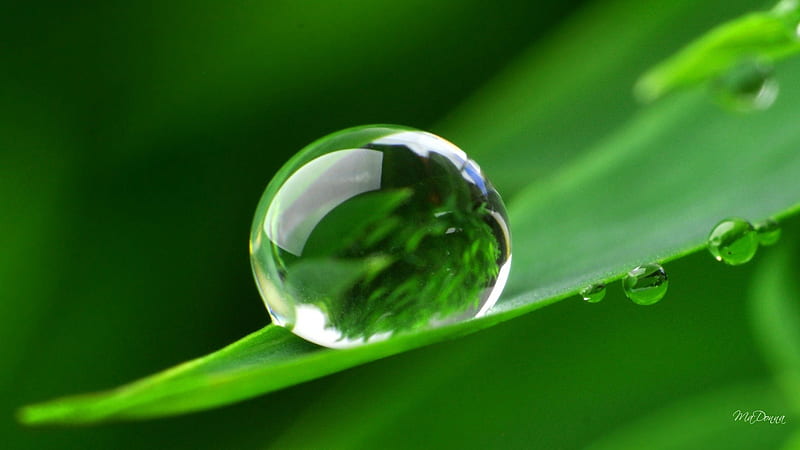 One Perfect Dew Drop, water, green, summer, dew, spring, dew drop, leaf, HD wallpaper
