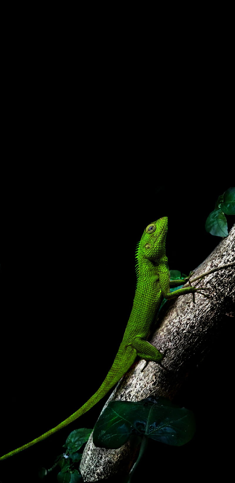 Reptile, lizard, HD phone wallpaper