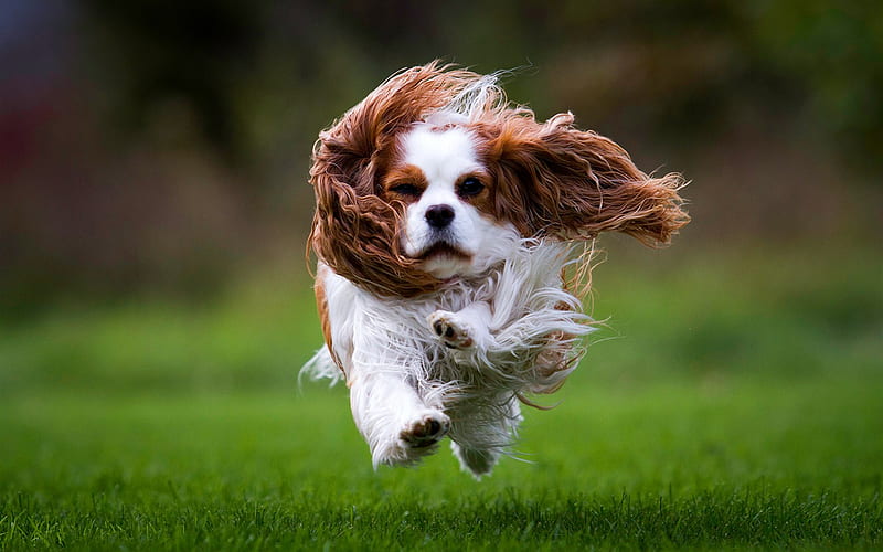 Cavalier King Charles Spaniel, flying dog, funny dog, curly puppies, green grass, Spaniel, cute animals, HD wallpaper