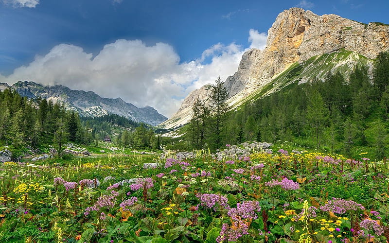 Mountain Meadow, mountain, wild, flowers, trees, meadow, HD wallpaper