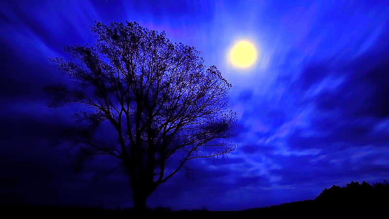 Night of Moon, pretty, cloudy, wonderful, bonito, clouds, graphy, moon, beauty, scenery, blue forest, lovely, view, sky, tree, dark, moonlight, nature, scene, HD wallpaper