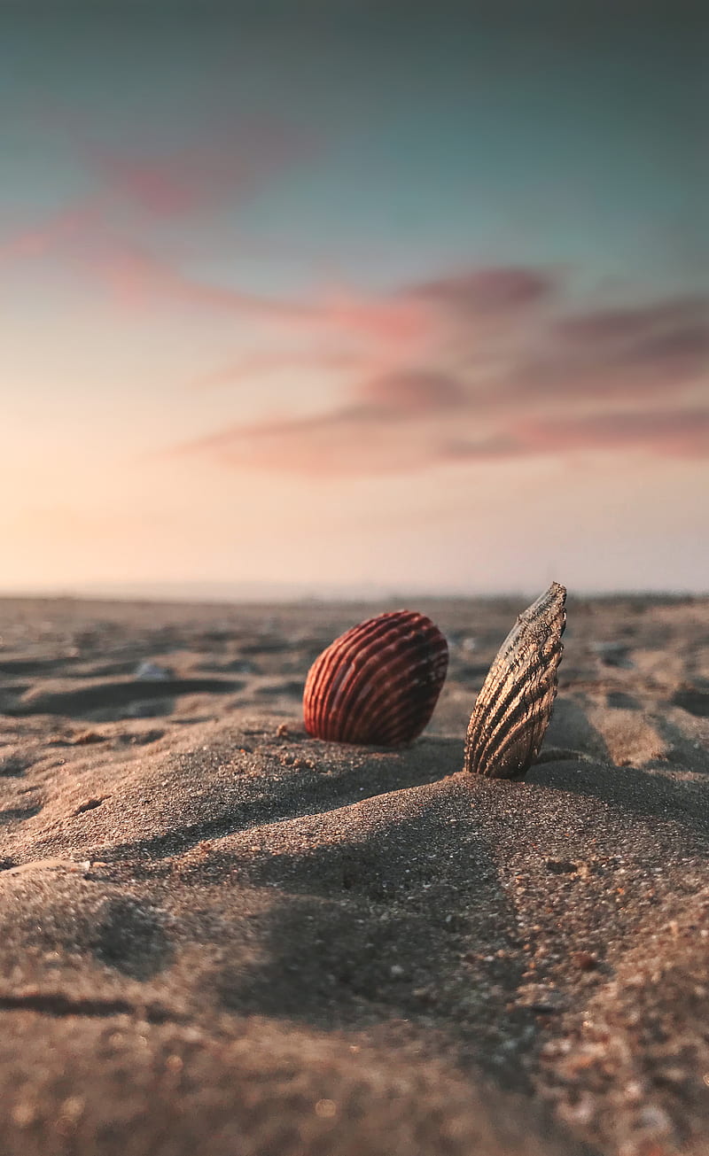 Brown Sea Shells on Brown Sand, HD phone wallpaper