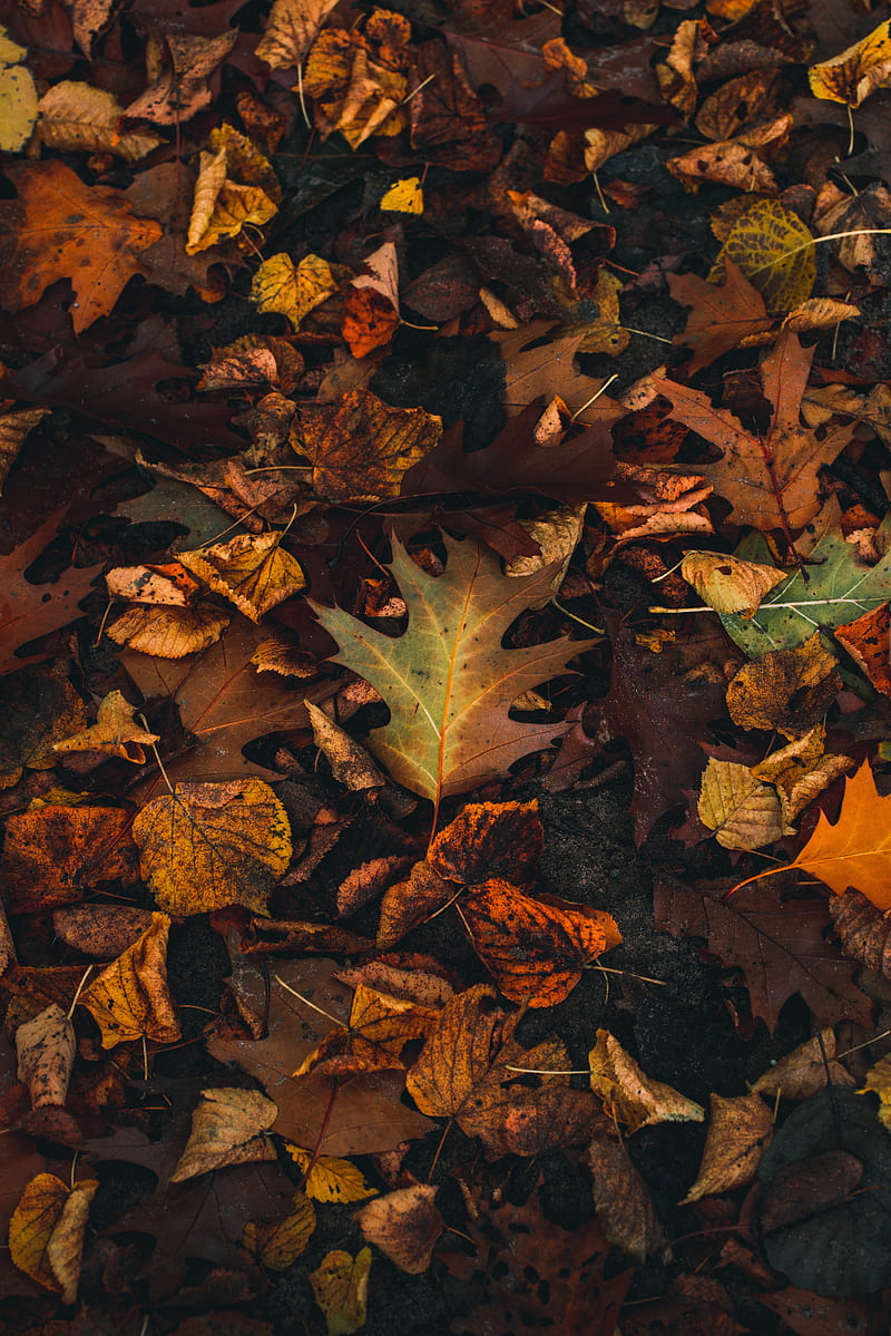 fallen leaves, leaves, autumn, brown, yellow, HD phone wallpaper