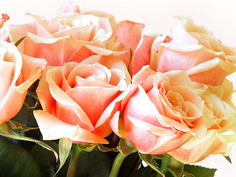 Beautiful roses, sunny day, lovely, bouquet, beauty, roses, light, HD