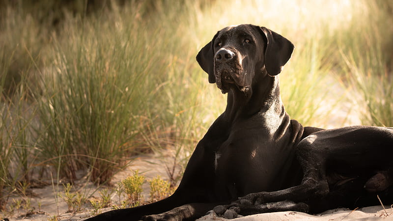 Black Dog Is Sitting On Sand With Background Of Reed Animals, HD wallpaper