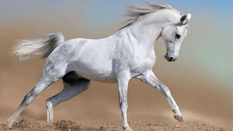 Frolicking Horse F1 frolic, equine, bonito, horse, animal, graphy, Arabian, gris, wide screen, HD wallpaper
