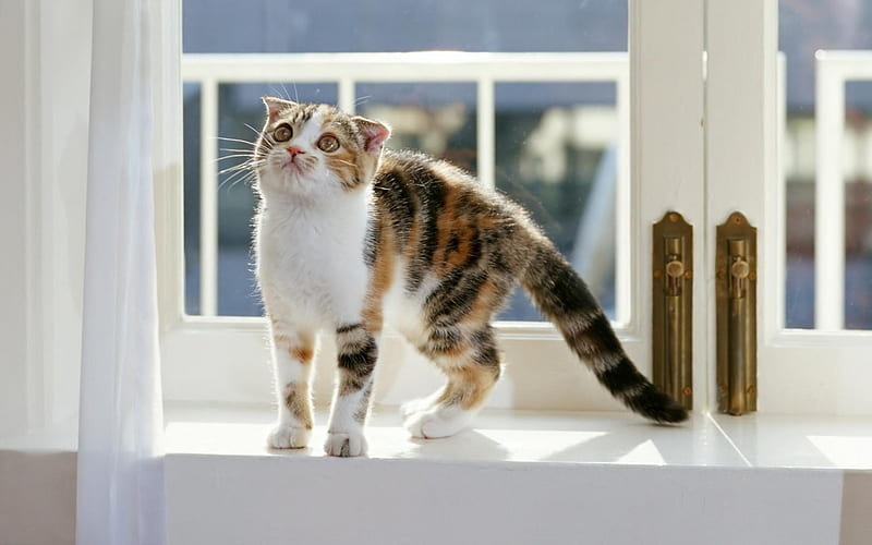 Cat on window ledge, cute, window, window ledge, adorable, cat, kitten, HD wallpaper
