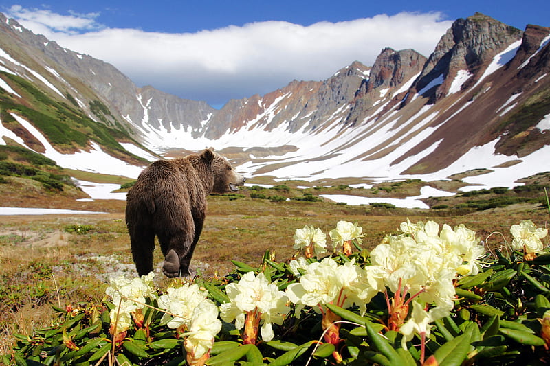 Brown Bear/Kamchatka Peninsula, Russia, bear, nature, russia, mountains, flowers, HD wallpaper
