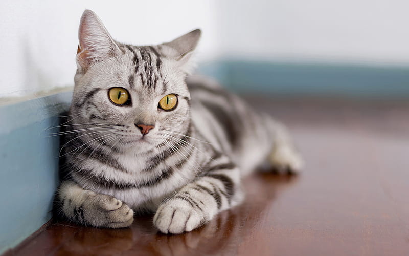 American Shorthair, gray cat, domestic cat, yellow eyes, pets, cats, American Shorthair Cat, HD wallpaper