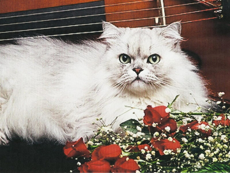 Persian silver cat laying by cello and roses, persian silver, cello, cat, rose, HD wallpaper