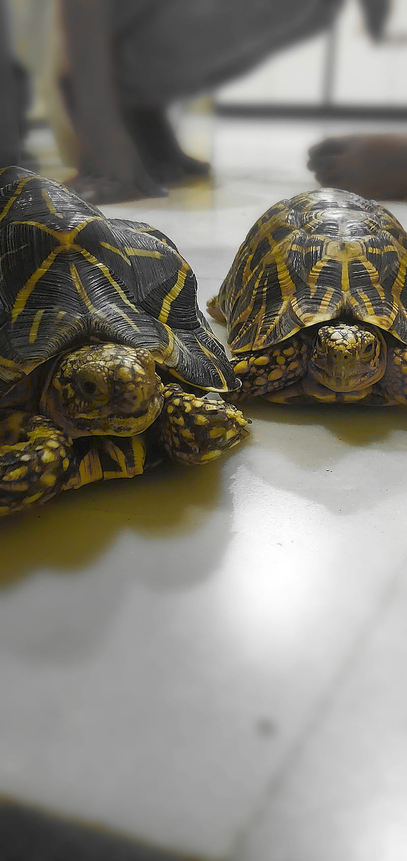 Slow and steady, cute, tortoise, turtle, HD phone wallpaper | Peakpx