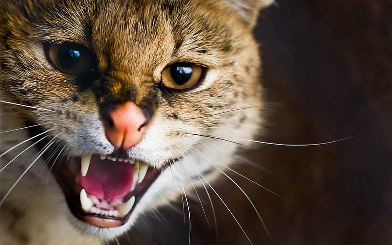 Angry cat-wild animal, HD wallpaper