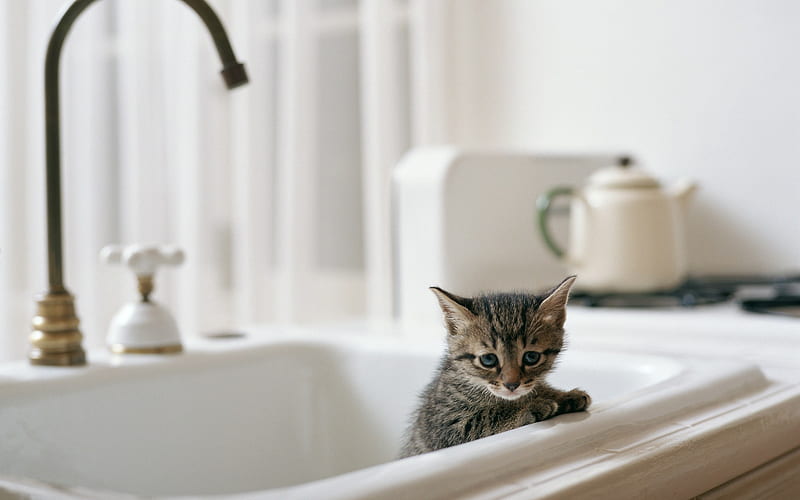 small gray cat, kitten in the sink, cute animals, small cats, pets, American Shorthair cat, HD wallpaper