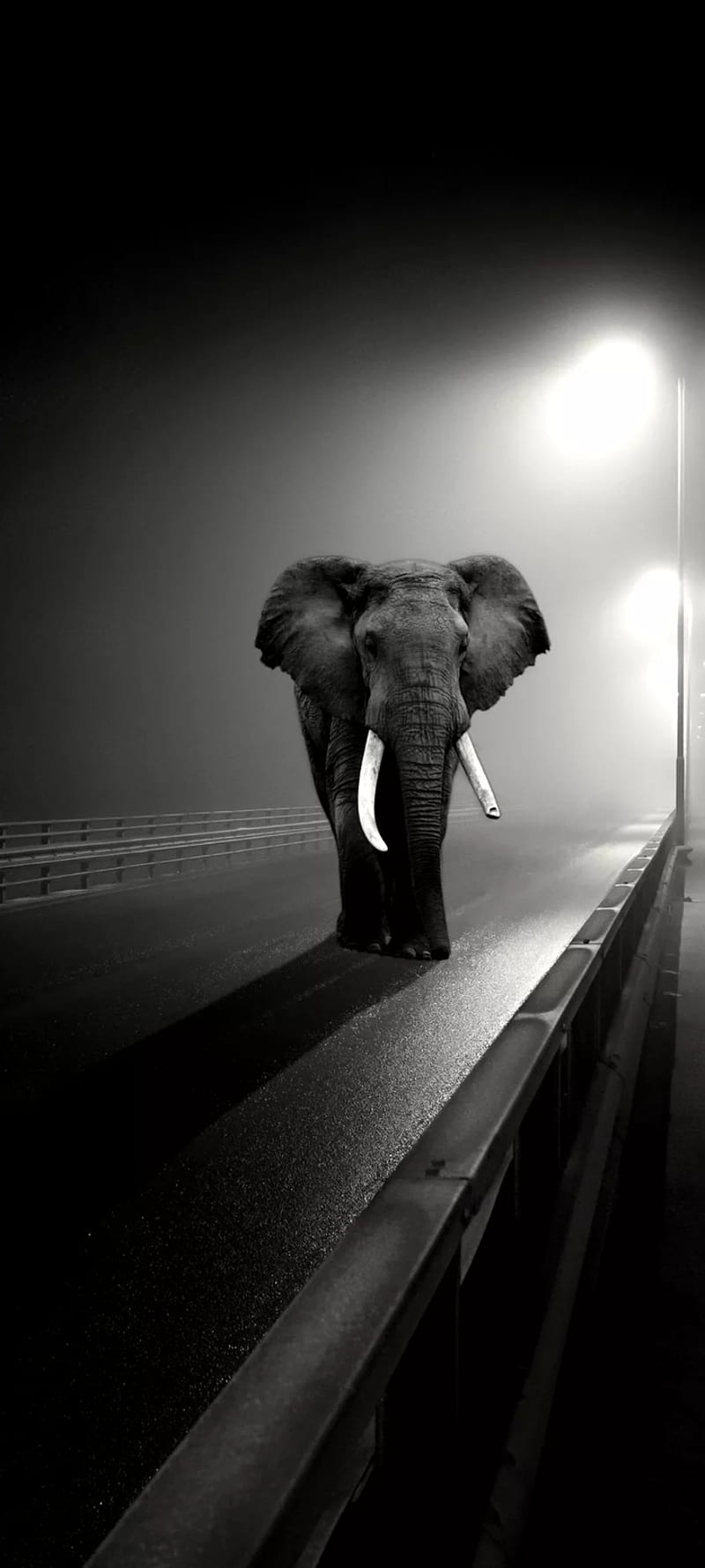 Elephant , animals, elephants, wild, HD phone wallpaper