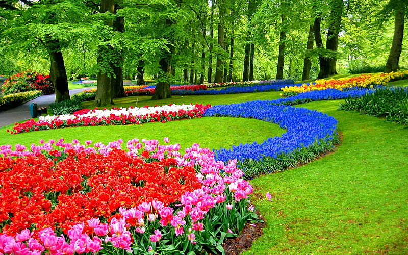 Keukenhof Gardens, tulips, spring, trees, netherlands, blossoms, colors, HD wallpaper