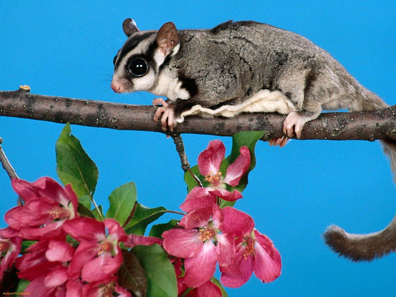 Sugar Glider and Pink Blooms, possum, flowers, australia, small, marsupial, branch, HD wallpaper