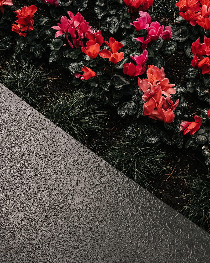 cyclamen, flowerbed, moisture, drops, HD phone wallpaper