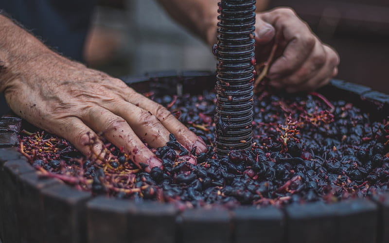 press for grapes, hand made wine, crush of grapes, fruit, wine, hands, grapes, HD wallpaper