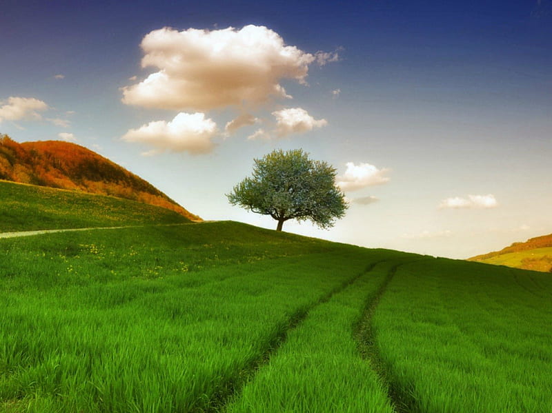 Green field, skies, tree, cloud, summer, trail, field, HD wallpaper