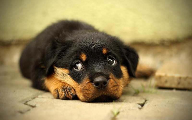Rottweiler Dog, cute dog, puppy, pets, small rottweiler, dogs, cute animals, Rottweiler, HD wallpaper