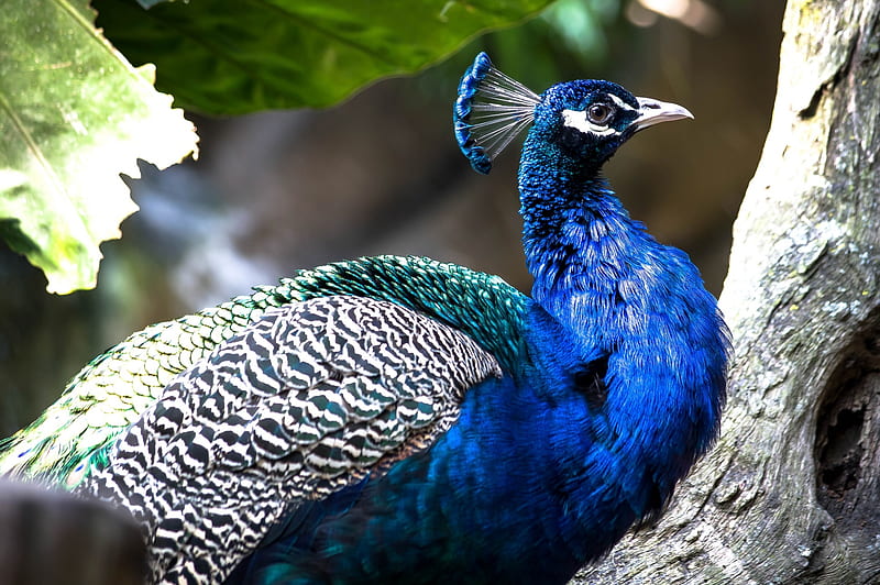 Peacock, bird, green, feather, pasare, paun, blue, HD wallpaper