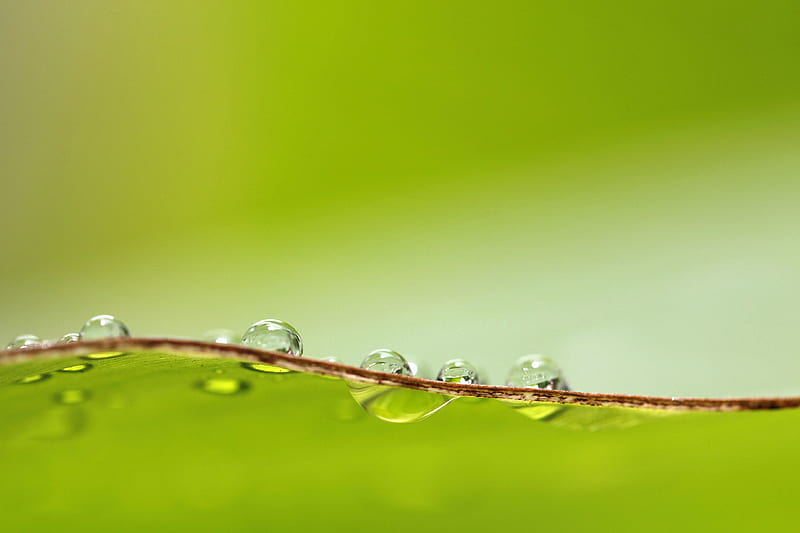 drops, macro, surface, wet, HD wallpaper